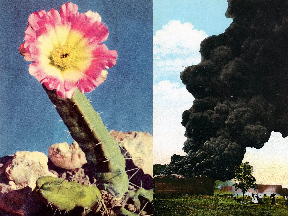 Side by side collaged images show a cactus with a flower on the left, and billowing black smoke above a house on the right