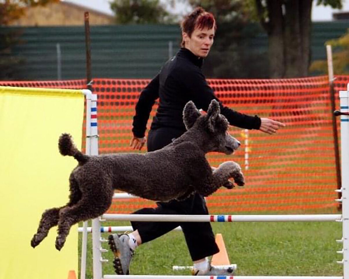 Holly Hughes, a professor in the Penny W. Stamps School of Art & Design, School of Music, Theatre & Dance, and LSA, guides Risqué, her black standard poodle, through an obstacle during a dog agility competition.