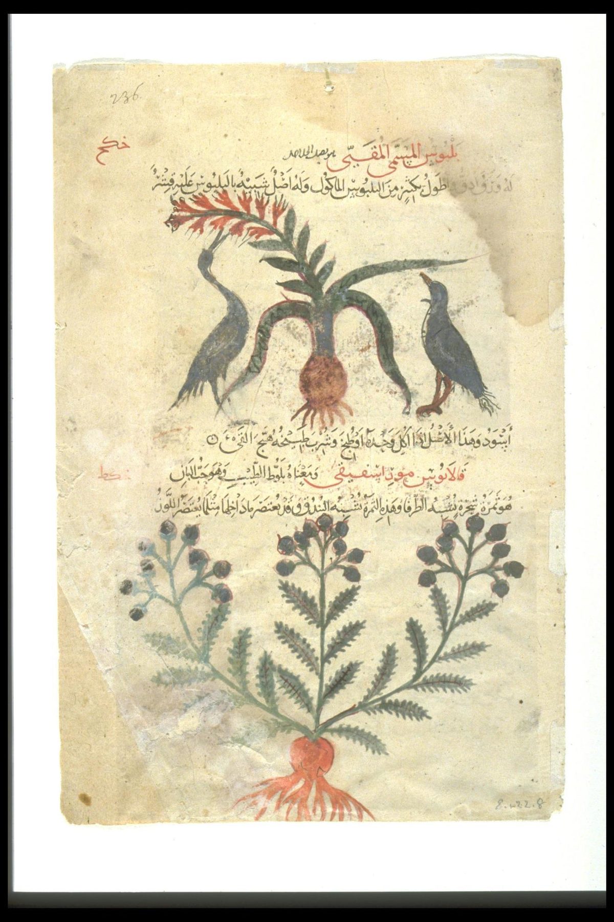Leaf from an Arabic translation of the 22 De Materia Medica22 by Dioscorides