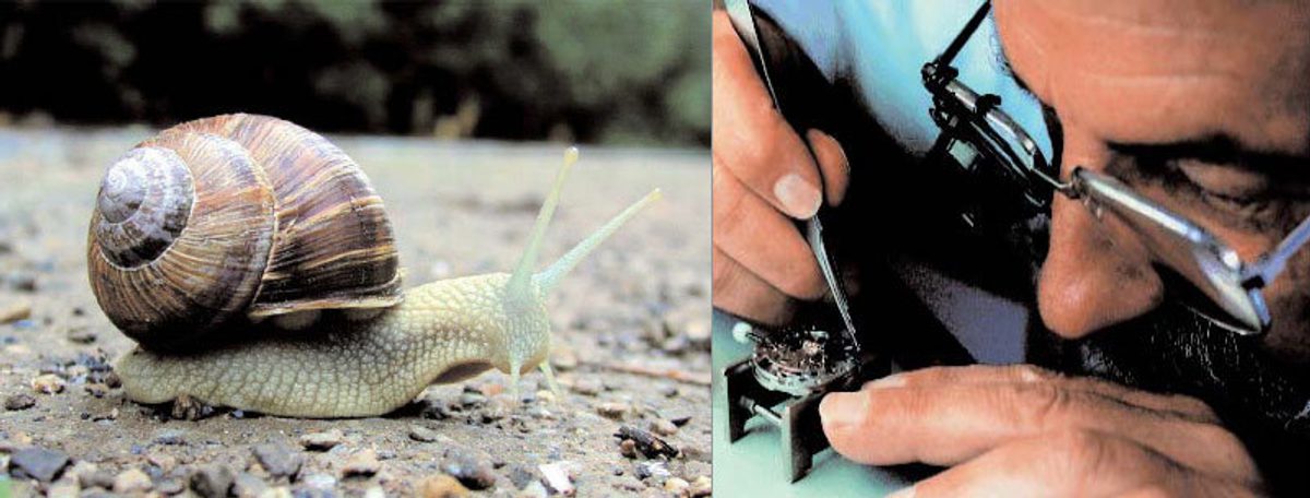 Snailguest